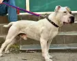 питбул редноус кученца, снимка 7