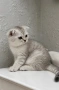 Шотландски котенца , снимка 1