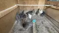 Пилета великденска носачка , снимка 2