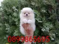 Померани. Реални снимки от 27.07.26 г., снимка 13