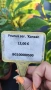 Японска Вишна Канзан, Сакура, Prunus Serrulata Kanzan, снимка 15