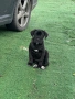 Cane Corso , снимка 5