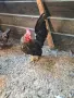 джинки, мътачки женски , снимка 2