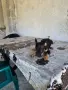 продавам мини пинчерче женско, снимка 9