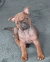 Chongqing Dog китайски булдог , снимка 6