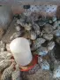 Манджурски ПЪДПЪДЪЦИ, снимка 3