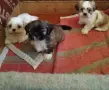 две момчета и една принцеса , снимка 3