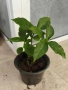 Firespike -Odontonema cuspidatum, снимка 3
