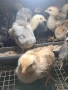 Селски дворни пилета на 15дни, снимка 4