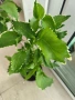 Акалифа с къдрави листа Acalypha wilkesiana curly., снимка 3