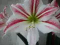 🌺🌺🌺Хипеаструм-2цвята🪷🪷🪷🪷, снимка 1