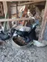 шуменски гълъби , снимка 3