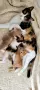 Подаряват се котенца, снимка 4