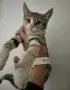 Подарявам 4 котета, снимка 7