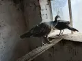 Продавам индийски пауни, снимка 2