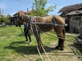 Продавам кобила, снимка 4