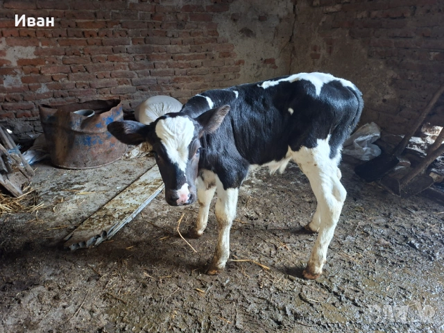 Продавам телета, снимка 3 - Крави - 54069216