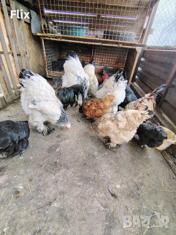 разплодни яйца , снимка 8 - Кокошки и пуйки - 54055847