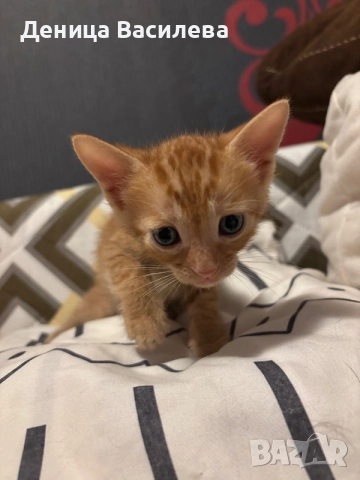Котенца за осиновяване