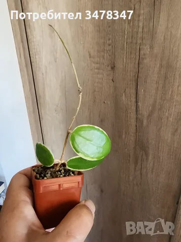 Хоя Acuta albomarginata