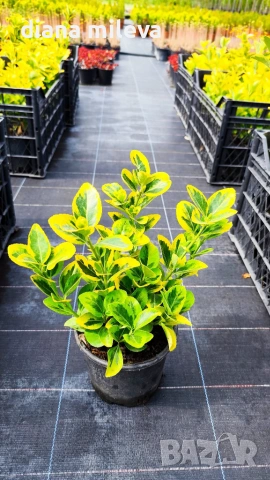 Евонимус Ауреа, Euonymus Japonica Aurea, снимка 13 - Градински цветя и растения - 54458056