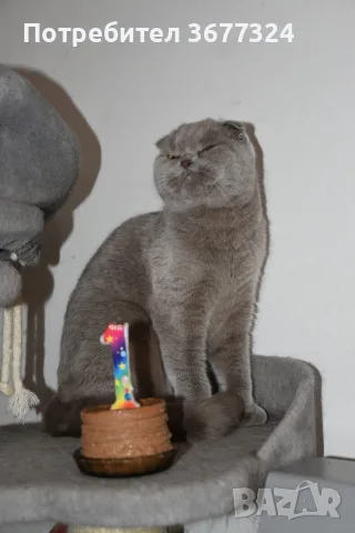 Шотландски котета 