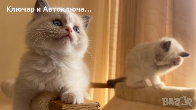 Регдол чистокръвни котета / Ragdoll, снимка 4 - Други - 55252802