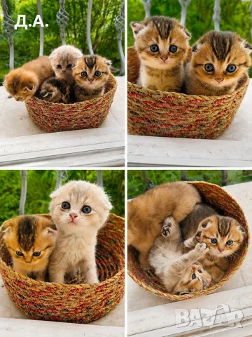 🐾 Чистокръвни котенца Scottish Fold / Scottish Straight – Golden & Silver 🐾