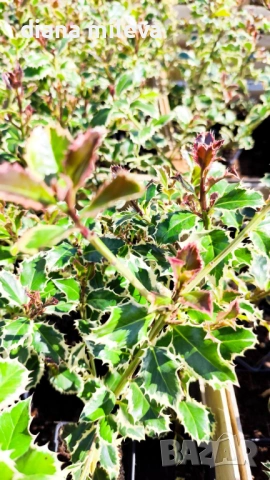 Джел, Илекс Сребърна Кралица, Ilex aquifolium Silver Queen, студоустойчив, многогодишен бодлив храст, снимка 12 - Градински цветя и растения - 54556939
