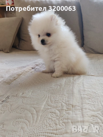 Померан мини мъжко , снимка 3 - Померан - 53986008