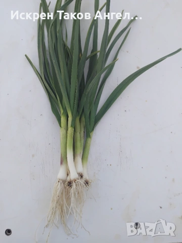 Зеле чесън , снимка 2 - Хранителни добавки - 54233169