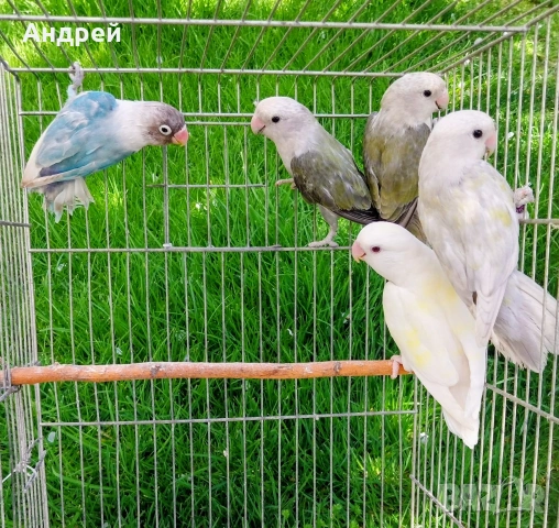 Двойки неразделки 