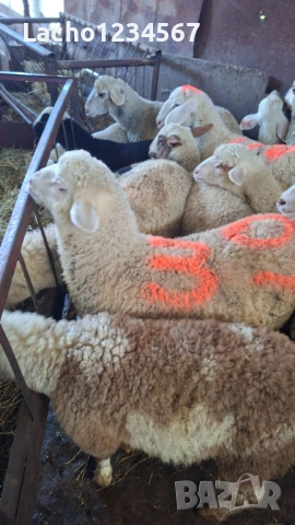Продавам агнета, снимка 3 - Овце - 54108886