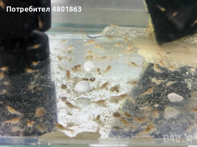 Бебета рачета Procambarus Alleni, снимка 7 - Рибки - 54671554