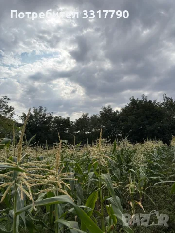 🌽Сладка Царевица OVERLAND 🌽, снимка 6 - Други - 55667446