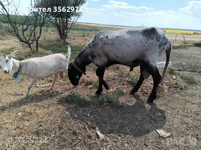 Черноглав Плевенски коч