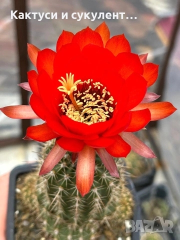 Кактуси Lobivia Grandiflora червен цвят
