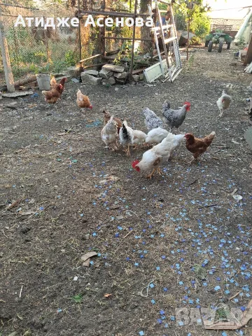 продавам кокошки , снимка 3 - Кокошки и пуйки - 55607787