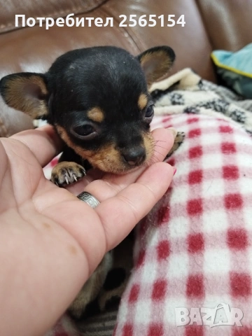 Пинчер мини, снимка 5 - Пинчер - 54150827
