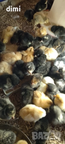 ПРОДАВАМ ПИЛЕТА ДО 30.04.2026г, снимка 3 - Кокошки и пуйки - 54258732