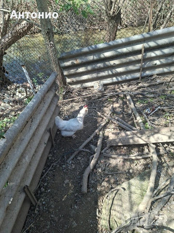 селски кокошки и пилета , снимка 2 - Кокошки и пуйки - 54157196