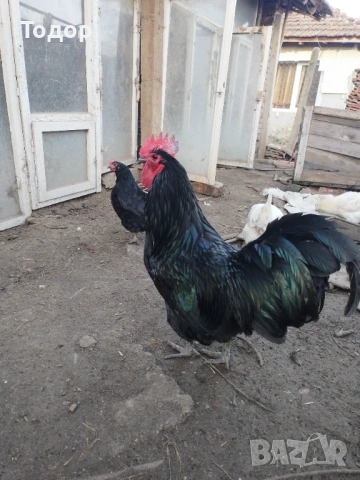 Пилета австралорп, снимка 2 - Кокошки и пуйки - 54053305