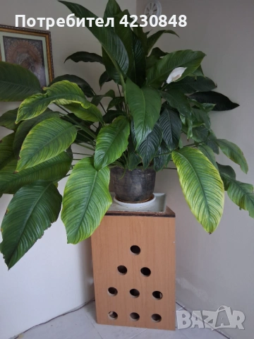 Спатифилум