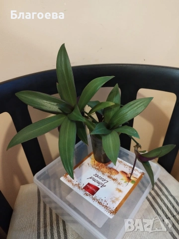 Традесканция Рео