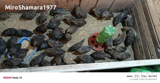 Свободни пъдпъдъци, снимка 3 - други­ - 54628958