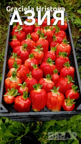 Продавам разсад ягоди , снимка 14 - Сортови семена и луковици - 54109437