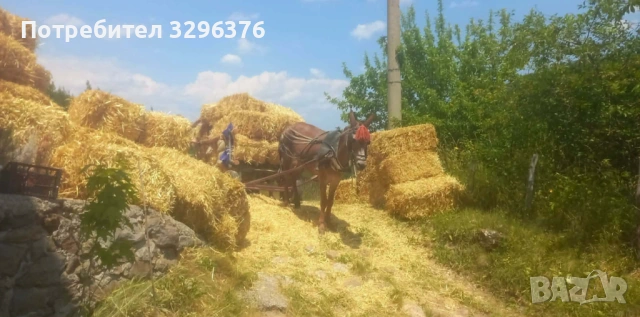 Продава се Работно муле, снимка 4 - Коне - 54813059
