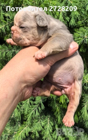 Френски булдог/French Bulldog , снимка 10 - Френски булдог - 54656690