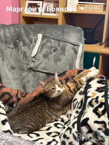 Мъжко коте, снимка 3 - Други - 54622033