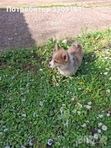 Уелско Корги Пембруг , снимка 4 - Други - 54357091